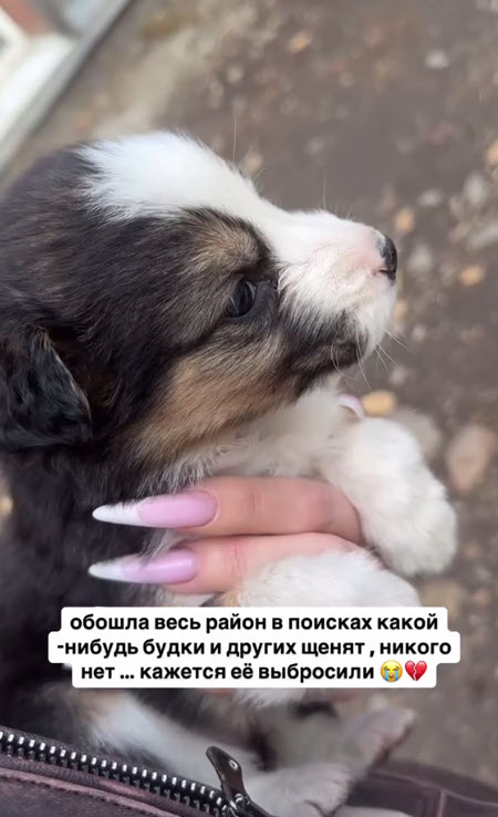 Катя Скалон приютила бездомного щенка