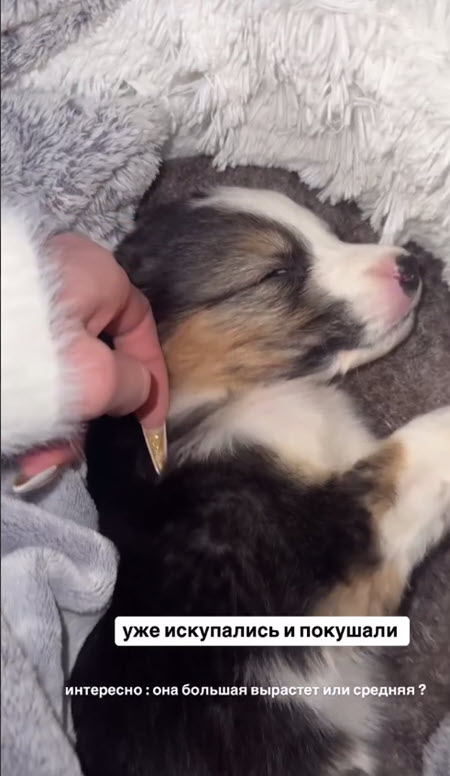 Катя Скалон приютила бездомного щенка