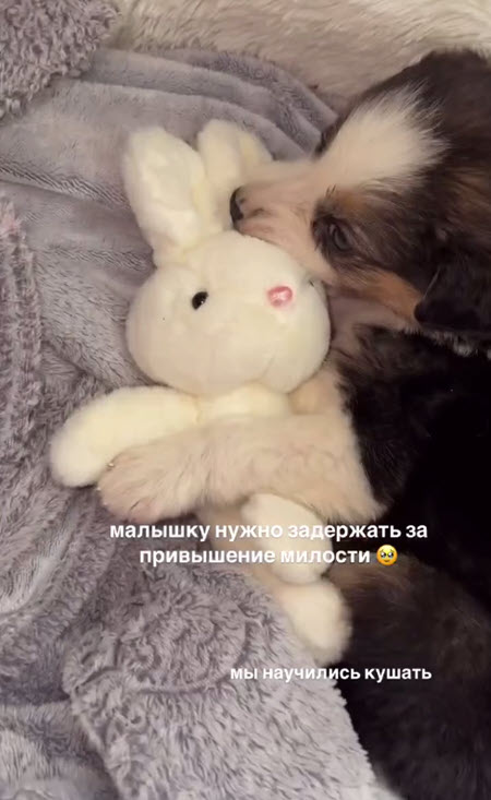 Катя Скалон приютила бездомного щенка