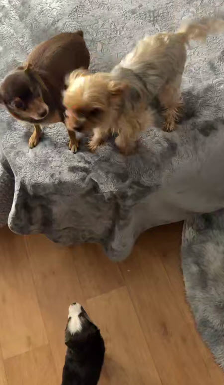 Катя Скалон приютила бездомного щенка