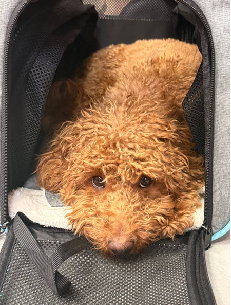 С проекта ушли Игорь Григорьев и Екатерина Квашникова