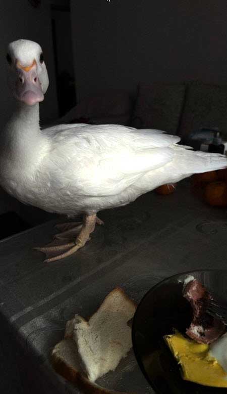 Новенькая Соня Гриневская и ее «доча»