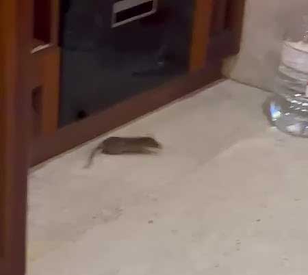 На китайской площадке проекта завелись крыски