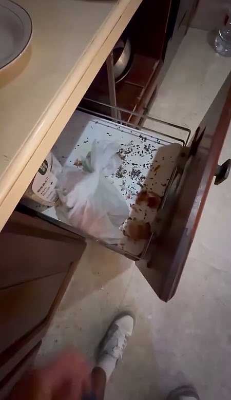 На китайской площадке проекта завелись крыски